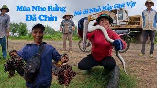 Mừng Được Cặp Rắn Lớn Và Nho Rừng Mà Cô Chú Lại Sợ l CSBR l 317