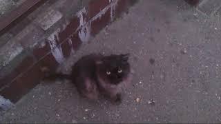 Котик В Тумане #cat