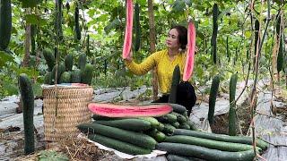 Harvesting Zucchini goes to the market sell, Vàng Hoa, king kong amazon