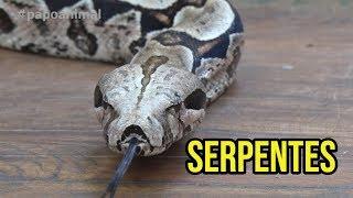 SERPENTES COMO ANIMAIS DE ESTIMAÇÃO