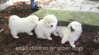 Dogs 101 - Pomeranian, Spitz, Samoyed