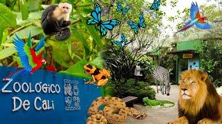 Conoce el Maravilloso Zoológico de Cali