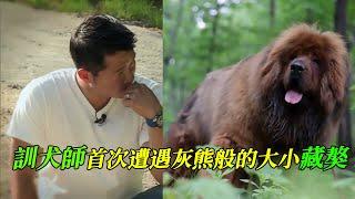 藏獒被迫成為野獸，訓犬師心疼它的遭遇，用另類辦法與它成為朋友，原來訓犬並不止是以暴制暴