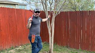 Achieve Perfectly Pruned Crepe Myrtles with These Tips | Garden Obsessions