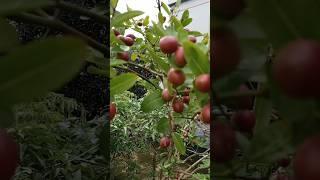 Carandas in home garden #nature #gardening #1k #youtube #viral#yt #youtubeshorts #shorts #subscribe