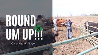 St Patty's Day - Round Up Style | sorting & culling cattle | #femalefarmer #cattle #wieczorekfarms