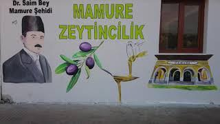 MAMURE ZEYTİN & ZEYTİNYAĞI FABRİKASI ZEYTİN YAĞI NASIL ÇIKARTILIR SALAMURA ZEYTİN NASIL YAPILIR Z