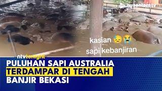 40 Sapi Australia Terendam Banjir di Bekasi! Kondisinya Bikin Miris | NTV TONIGHT