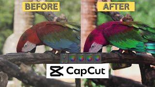 Color Grading Using CapCut | Color Grading