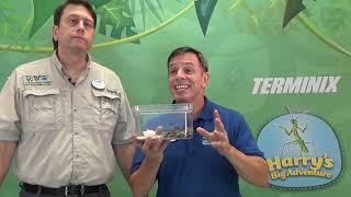 F-Ant-tastic - Harry's Big Adventure | Terminix