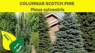 COLUMNAR SCOTCH PINE | Pinus sylvestris