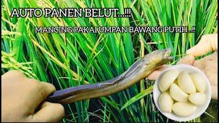 GANAS'banget Mancing belut pakai umpan bawang putih..!!