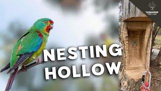 Tasmanian Tree Care - Dead tree removal and Swift Parrot nesting hollow