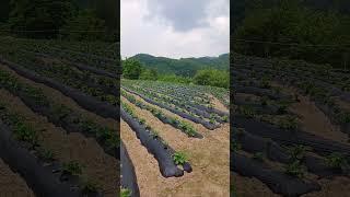 금문농장 감자 밭