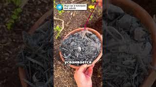 Используйте древесную золу ПРАВИЛЬНО! #огород #дача #зола