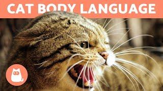 CAT BODY LANGUAGE - Signs and Postures