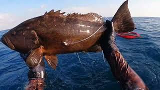 דייג בצלילה חופשית לוקוס במשקל 4 קילו/ Spearfishing Grouper 4 KG