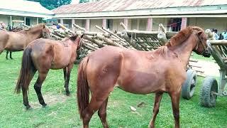 Horse Big Market Sylhet Gurar hat Bangladesh , village horse market from Sylhet - Bipul Agro BD