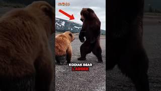 Grizzly Bear vs Kodiak bear Who's Deadlier