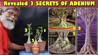 ALL ABOUT ADENIUM S1 E2, Revealed 3 SECRETS OF ADENIUM, Be the Creator, Sept'21