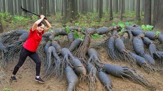 Harvesting Giant Nhuc Thung Dung Tuber & Go to Market Sell | Harvesting & Cooking |An Phu Daily Life