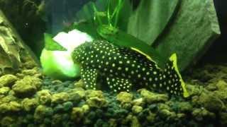 Full Size Gold Nugget Pleco eating Cucumber