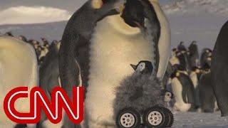 Robot penguin meets real penguin in cutest experiment ever