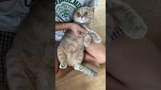 Cat Yoongi Dance Challenge