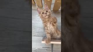 Oliver
