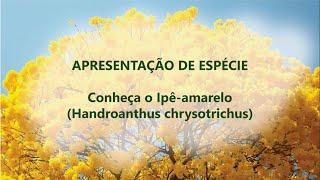 Conheça nossas espécies - Ipê-Amarelo (Handroanthus chrysotrichus)