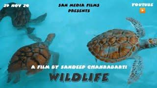 WILDLIFE (2020) // DOCUMENTARY FILM // SAN MEDIA FILMS // SANDEEP CHAKRABARTI