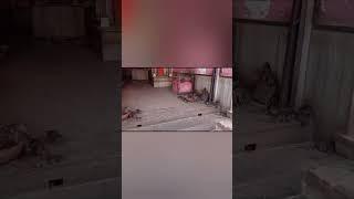 karni mata Mandir Bikaner 20 thousand rats in temple ( kaba )