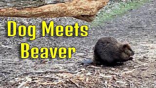 Dog vs Beaver - What Could Go Wrong?