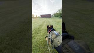 This dog took off running after her graduation  #graduation #sashabeana #doglover #shorts #short