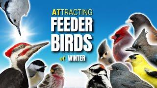 Feeder Birds You Can Attract To Your Winter Backyard | North America