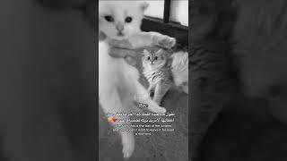 ستوري حزين ستوريات انستا حزينه مقاطع انستقرام  ستوريات حزينه كتابه حزنحالات انستا شعر حزين