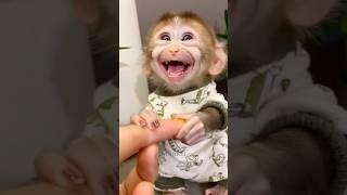 A baby monkey chowing down on something tasty and grinning is just so darn cute.