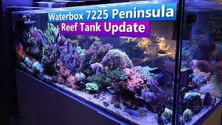 Waterbox 725 Peninsula Reef Tank Update