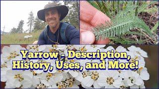 Yarrow - Description, History, Edible and Medicinal Uses and more!