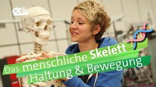 Skelett - Haltung und Bewegung | alpha Lernen erklärt Biologie