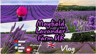 Mayfield Lavander Farm, UK| Day Trip from London| Travel Vlog| Mehreen nur vlogs