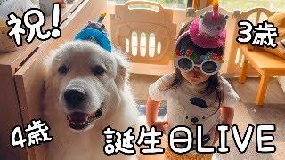 【祝！】超大型犬が４歳、妹は３歳になりましたLIVE｜グレートピレニーズ&オールドイングリッシュシープドッグ&トイプードル