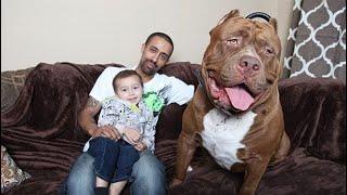 Largest dog breed