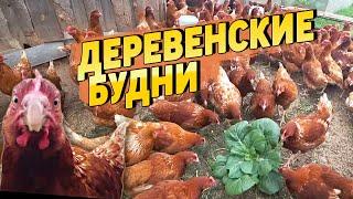 Деревенские будни | ПОЛУЧИЛИ НАГРАДУ ДЛЯ ВЕРЫ, ПОСЫЛКА В ВЕЛИКОБРИТАНИЮ | Жизнь в деревне