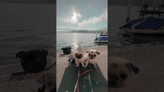 Cold Winter vlog morning with the pugs in Lucerne, Switzerland #pug #lucerne #puglife #swissvlog