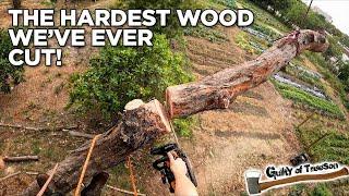 Chainsaw vs Ironwood! Cutting Down The HARDEST Wood We've Ever Seen!