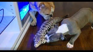 TEGU VS 3 BULLIES  *MUST WATCH* George goes up against 3 dogs
