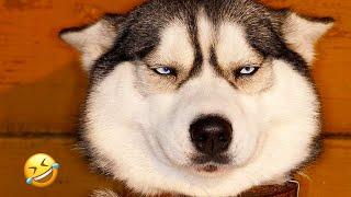 FUNNIEST Huskies | Normal dogs vs Huskies | 10 Minutes Best Videos | Part 38