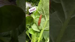 Plant and Pest Issues in the Veggie Garden #shorts #gardening