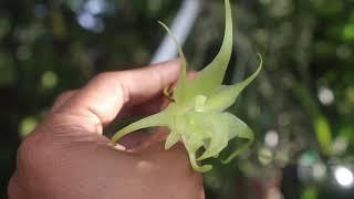 Aeranthes Ramosa - UP CLOSE LOOK AT THE BLOOMS